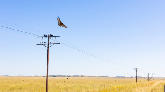zasiedzenie służebności przesyłu
